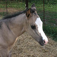 Lavender Foal